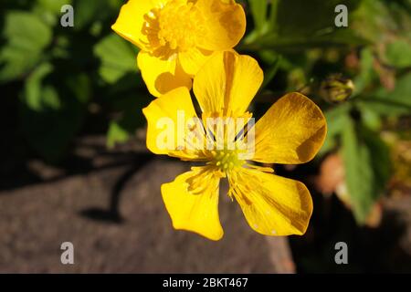 Makroaufnahme von isolierten gelben Blütenkopf der Butterblume (Ranunculus) im Frühjahr - Deutschland Stockfoto