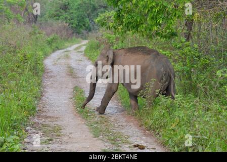 Ein wilder Elefant im Kaziranga Nationalpark in Assam, Indien Stockfoto