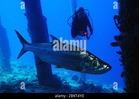 Frauen Taucher mit offenen Haaren beobachten eine riesige Tarpon, Bonaire, Insel, Karibik Stockfoto