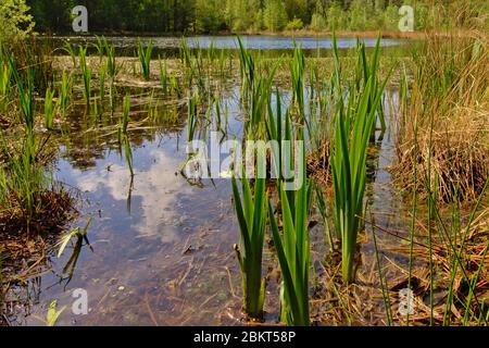 Mofen mit Wasserpflanzen an einem sonnigen Frühlingstag mit blauem Himmel mit weichen Wolken, Kalmthout Heidekraut, flandern, Belgien Stockfoto