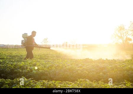 Ein Bauer sprüht die Lösung des Kupfersulfts auf die Pflanzen der Kartoffelsträucher. Landwirtschaft und Agrarindustrie, Landwirtschaft. Bekämpfung von Pilzen inf Stockfoto