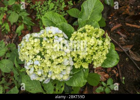 Makrofotografie von blühenden gelb/blassblauen Hortensien Blütenblättern. Natur abstrakten Hintergrund. Hortensia Macrophylla. Nahaufnahme von Weiß und Blass Stockfoto