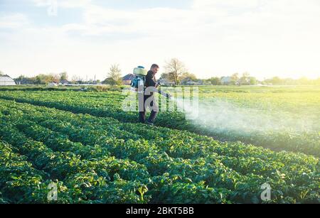 Ein Bauer sprüht die Lösung des Kupfersulfts auf die Pflanzen der Kartoffelsträucher. Verwenden Sie Chemikalien in der Landwirtschaft. Bekämpfung von Pilzinfektionen und Insekten. Ag Stockfoto