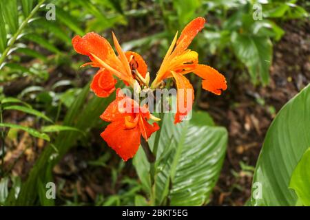 Künstlerische Porträt Foto einer orangefarbenen Canna Indica Blume mit dunklen verschwommenen Hintergrund. Nahaufnahme von Canna Lilie oder afrikanische Pfeilwurzel oder essbare Kana o Stockfoto