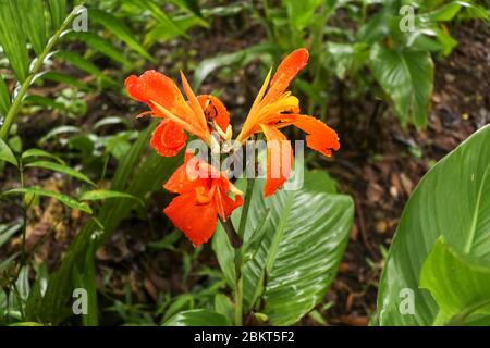 Künstlerische Porträt Foto einer orangefarbenen Canna Indica Blume mit dunklen verschwommenen Hintergrund. Nahaufnahme von Canna Lilie oder afrikanische Pfeilwurzel oder essbare Kana o Stockfoto