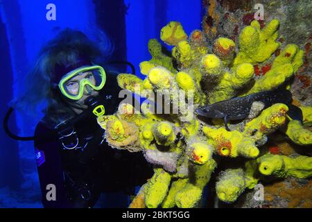 Frauen Taucher mit langen Haaren neben Schwämmen und einem Seifenfisch, Bonaire, Insel, Karibik Stockfoto