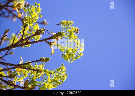 Bienen und ein Ahornbaum im Frühjahr Stockfoto