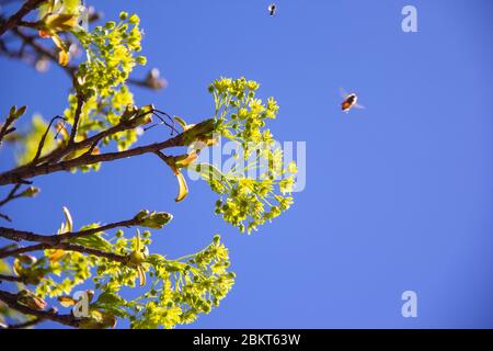 Bienen und ein Ahornbaum im Frühjahr Stockfoto