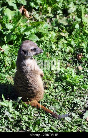Einsam neugierig Erdmännchen im grünen Gras stehen, selektive Fokussierung Stockfoto