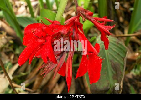 Künstlerische Porträt Foto einer roten Canna Indica Blume mit dunklen verschwommenen Hintergrund. Wassertropfen auf Blütenblättern. Nahaufnahme von Canna Lilie oder afrikanischem Pfeiler Stockfoto