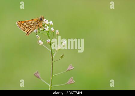 Kleiner Waldschmetterling, karierter Skipper, mit braunen Augen und gelben Flecken auf orangefarbenen Flügeln, die auf weißer Hirtenbeutelblume in einer Wiese sitzen. Stockfoto