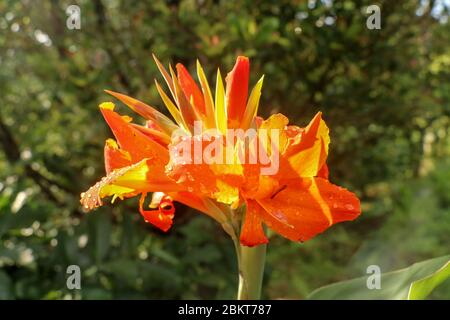 Künstlerische Porträt Foto einer orangefarbenen Canna Indica Blume mit dunklen verschwommenen Hintergrund. Nahaufnahme von Canna Lilie oder afrikanische Pfeilwurzel oder essbare Kana o Stockfoto