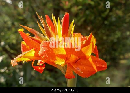 Künstlerische Porträt Foto einer orangefarbenen Canna Indica Blume mit dunklen verschwommenen Hintergrund. Nahaufnahme von Canna Lilie oder afrikanische Pfeilwurzel oder essbare Kana o Stockfoto