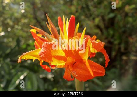 Künstlerische Porträt Foto einer orangefarbenen Canna Indica Blume mit dunklen verschwommenen Hintergrund. Nahaufnahme von Canna Lilie oder afrikanische Pfeilwurzel oder essbare Kana o Stockfoto