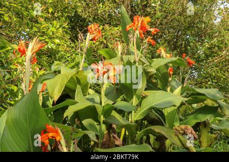 Künstlerische Porträt Foto einer orangefarbenen Canna Indica Blume mit dunklen verschwommenen Hintergrund. Nahaufnahme von Canna Lilie oder afrikanische Pfeilwurzel oder essbare Kana Stockfoto