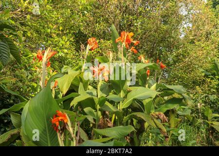 Künstlerische Porträt Foto einer orangefarbenen Canna Indica Blume mit dunklen verschwommenen Hintergrund. Nahaufnahme von Canna Lilie oder afrikanische Pfeilwurzel oder essbare Kana Stockfoto