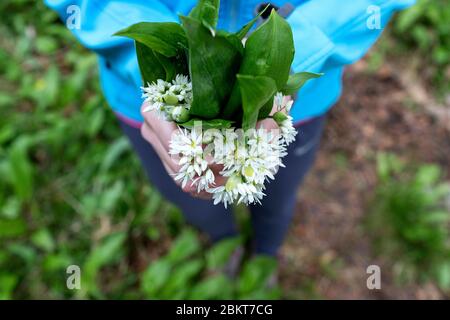 Die Hände der Frau halten einen Bund frisch blühenden wilden Knoblauch In einem schönen Laubwald gewirtschaftet Stockfoto