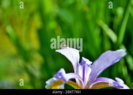 Ladybug an einer lila und gelben Irisblume und Knospe in meinem Garten Stockfoto