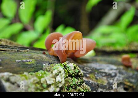 Der auf einem umgestürzten Baum im Wald wachsende jüdische Ohrenpilz Stockfoto