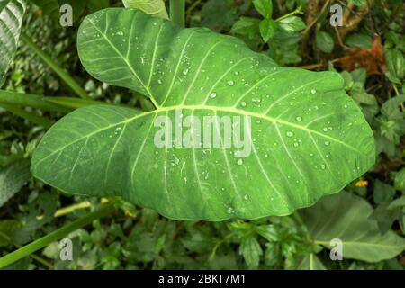Riesiges Blatt der tropischen Pflanze Colocasia Esculenta mit Tropfen Wasser gebildet nach Regen auf Blattfläche. Sonnenlichtes Elefantenohrpflanze, auch bekannt als Colocasia Stockfoto
