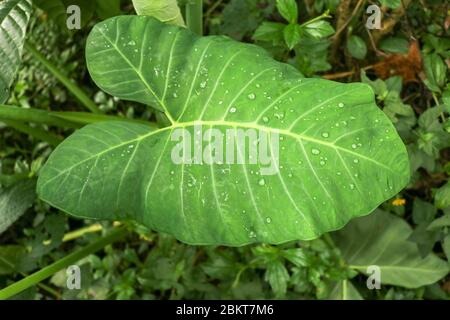 Riesiges Blatt der tropischen Pflanze Colocasia Esculenta mit Tropfen Wasser gebildet nach Regen auf Blattfläche. Sonnenlichtes Elefantenohrpflanze, auch bekannt als Colocasia Stockfoto