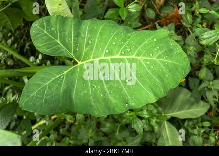Riesiges Blatt der tropischen Pflanze Colocasia Esculenta mit Tropfen Wasser gebildet nach Regen auf Blattfläche. Sonnenlichtes Elefantenohrpflanze, auch bekannt als Colocasia Stockfoto