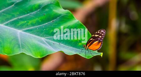 Tiger Langflügel Schmetterling in Makro Nahaufnahme, tropische Insektenarten aus Mexiko und peru Stockfoto