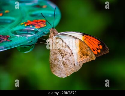 Seitenansicht eines riesigen orangefarbenen Schmetterlings, wunderschöne tropische Insektenarten aus Asien Stockfoto