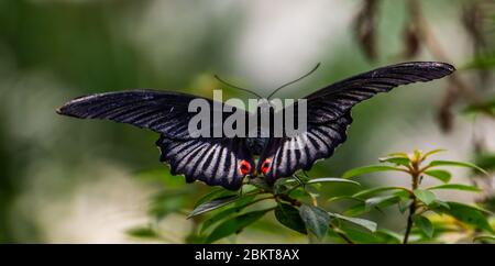 Roter scharlachroter Schmetterling in Makroschloß, tropische Insektenart aus Asien Stockfoto