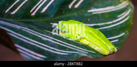 Rot-äugige Baumfrosch auf einem Blatt sitzend, tropische Amphibienart aus Amerika Stockfoto