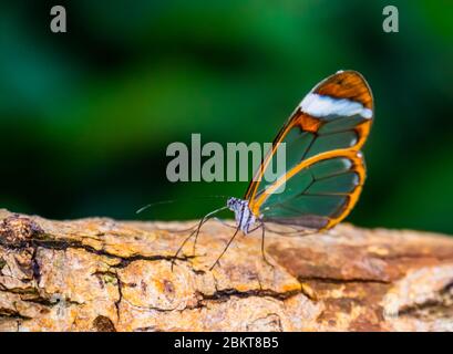 Schöne Nahaufnahme eines Glasflügels Schmetterling, tropische Insektenart aus Südamerika Stockfoto