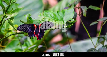 Nahaufnahme eines roten scharlachroten Schmetterlings, der auf einem Blatt sitzt, tropische Insektenarten aus Asien Stockfoto