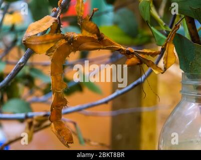 Stachelige Blattinsekt in MakroNahaufnahme, tropische Spazierstock-Art aus Australien Stockfoto