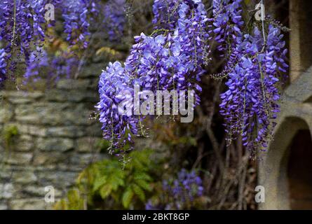 Die Wisteria ist eine große Kletterpflanze, die lange leben kann. Es produziert eine Fülle von blauen Blumen, die in einer großen Masse im Frühjahr hängen Stockfoto