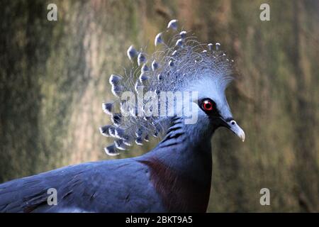 Gekrönte Victoria Taube mit beeindruckendem Wappengefieder Boden wohnende blaugraue Vogel Neuguinea mit rotem Irisauge und burgunderrotem Brustkorb ph-Wert Stockfoto