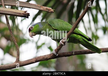 Porträt einer Bunten Lila - gekrönte Amazon Parrot Stockfoto