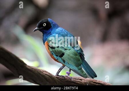 Superb Starling (Lamprotornis Superbus) ist ein Mitglied der Starling Familie wurde als Spreo Superbus, blauer Körper, orange Brust in Ostafrika gefunden bekannt Stockfoto