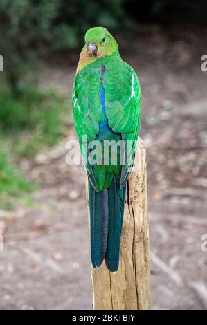 Gefieder Federn auf der Rückseite eines weiblichen australischen Königspapagei, Alisterus scapularis, auf einem Zaunpfosten, Kennet River, Victoria, Australien Stockfoto