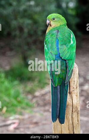 Gefieder Federn auf der Rückseite eines weiblichen australischen Königspapagei, Alisterus scapularis, auf einem Zaunpfosten, Kennet River, Victoria, Australien Stockfoto