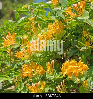 Blühende Garten Geißblatt, Lonicera caprifolium, im Frühjahr Stockfoto