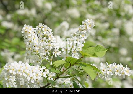 Vogelkirsche, Prunus padus, Blumen aus der Nähe Stockfoto