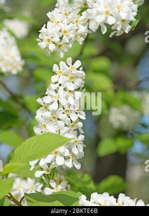 Vogelkirsche, Prunus padus, Blumen aus der Nähe Stockfoto