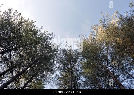 Pinien in Thetford Forest, Thetford, Norfolk, England Stockfoto