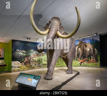 Lebensgroßes Modell eines kolumbianischen Mammuts (Mammuthus columbi) im Museum in La Brea Tar Pits, Los Angeles, Kalifornien, USA Stockfoto