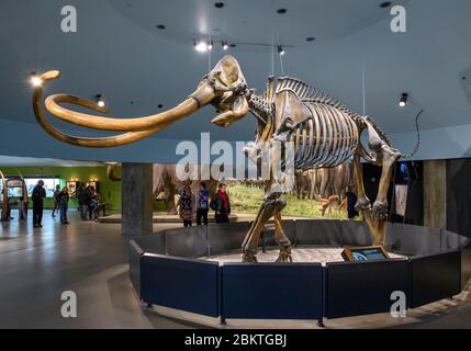 Besucher, die das Skelett eines kolumbianischen Mammuts (Mammuthus columbi) im Museum in La Brea Tar Pits, Los Angeles, Kalifornien, USA, betrachten Stockfoto