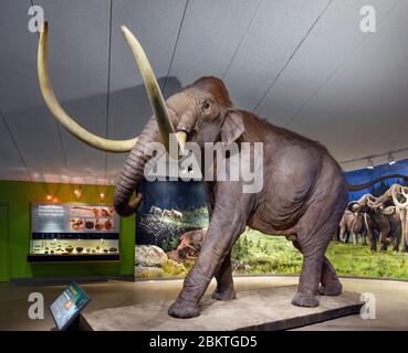 Lebensgroßes Modell eines kolumbianischen Mammuts (Mammuthus columbi) im Museum in La Brea Tar Pits, Los Angeles, Kalifornien, USA Stockfoto