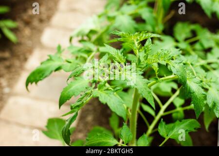 Grüne Büsche der Tomaten in den Töpfen im Gewächshaus. Tomatensämlinge. Konzept der Bio-Lebensmittel Stockfoto