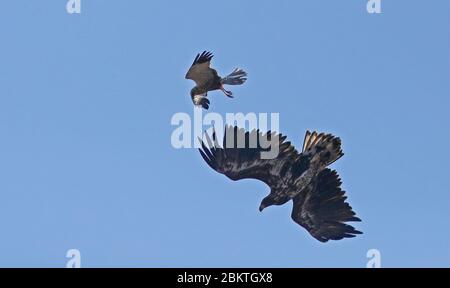 Seeadler, der von der Westlichen Marschweihe in der Luft angegriffen wurde Stockfoto