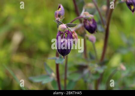 Ein Makrofoto einer aquilegia-Blütenknospe Stockfoto