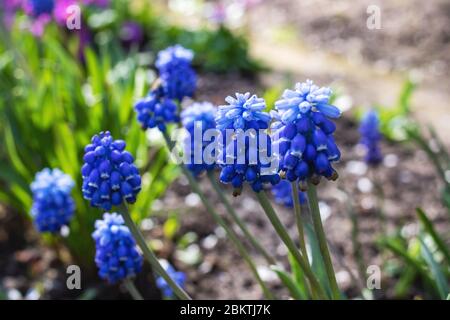 Blaue Adder-Bogenblüte zwischen grünen Blättern Stockfoto